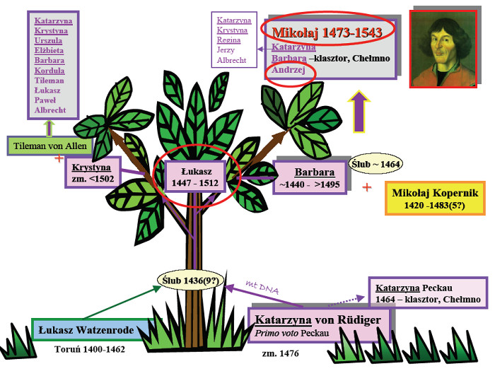 Drzewo genealogiczne Koperników